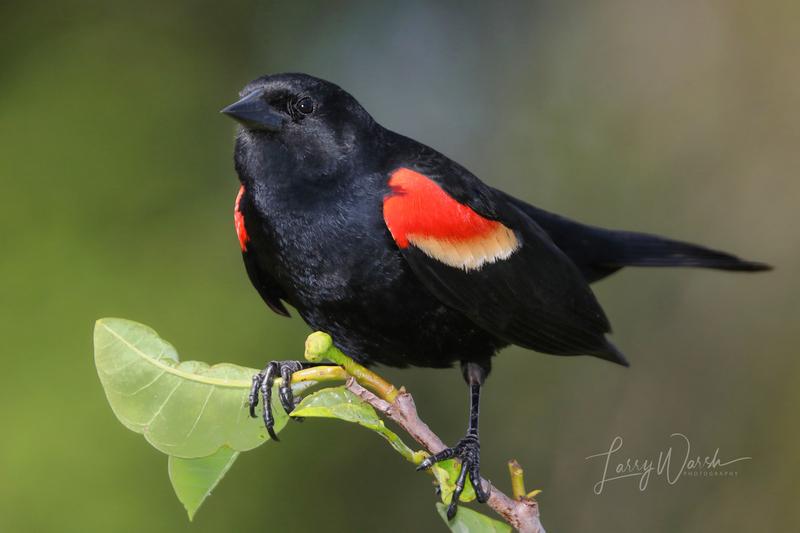 Red-winged Blackbird 2.jpg