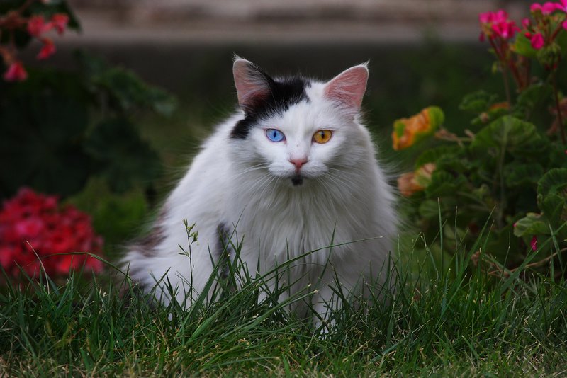 Stray Cat Crese Ca.jpg