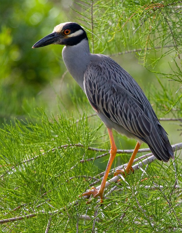 Yellow Crowned Night Heron1.jpg
