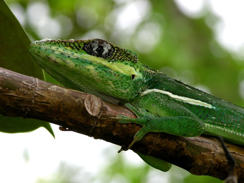 anole.jpg