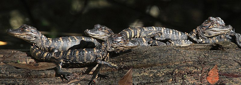baby alligators-.jpg