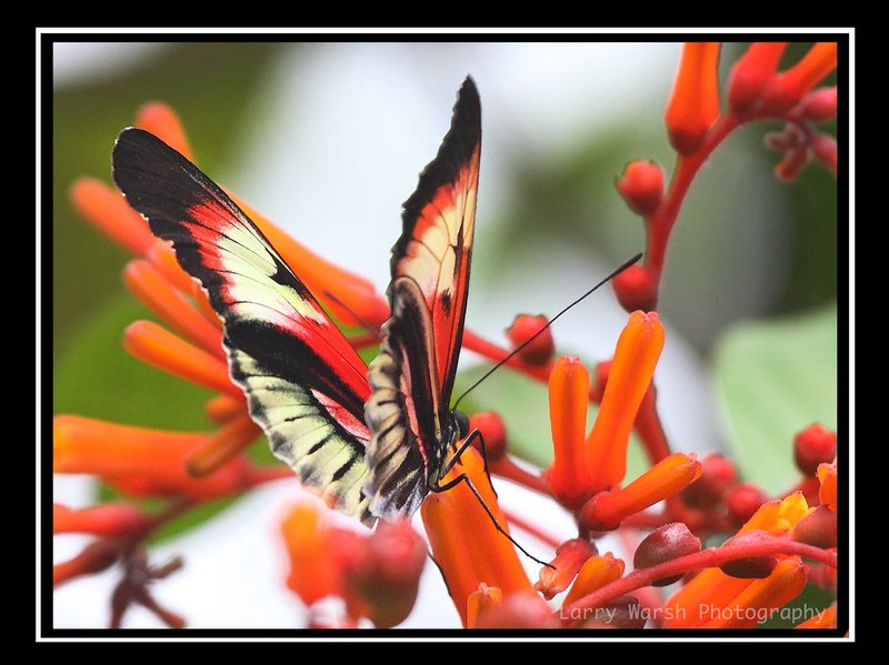 butter orange one.jpg