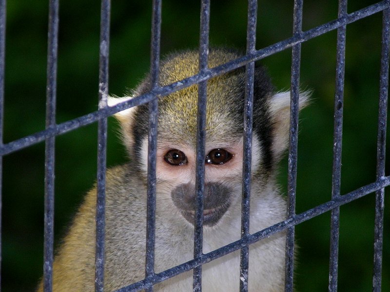 caged.jpg