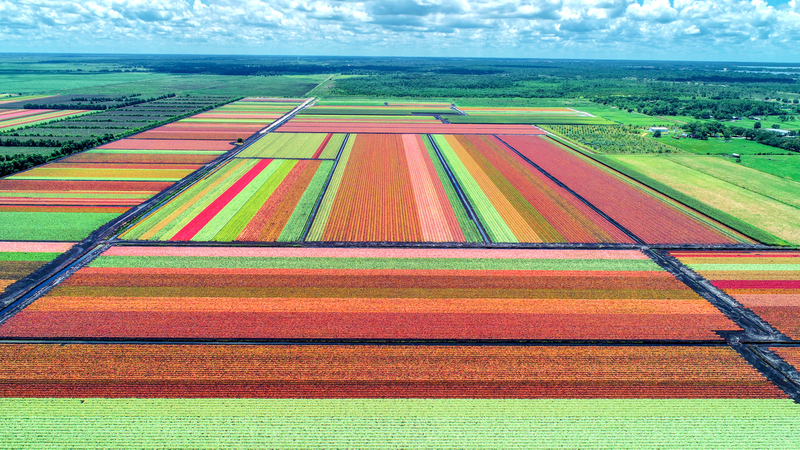caladium2.jpg :: DCIM\100MEDIA\DJI_0724.JPG