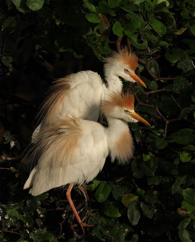 cattle egrets.jpg