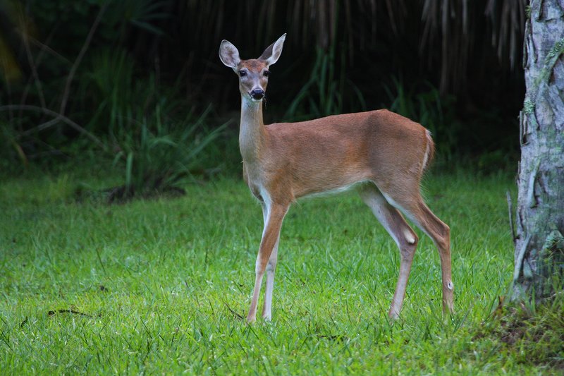 deer-highlands Hammock Fl.jpg