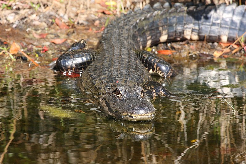 gator-.jpg