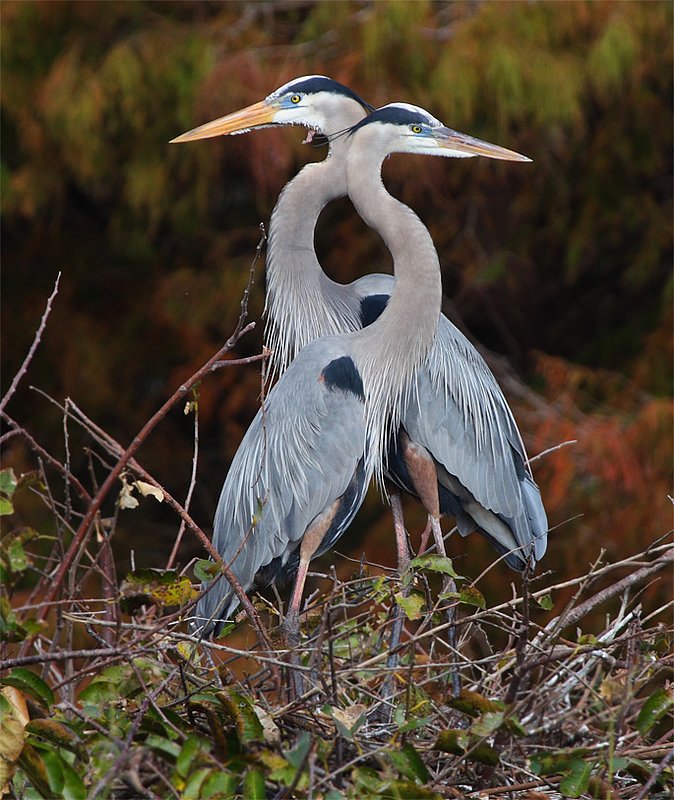 great blue pair.jpg