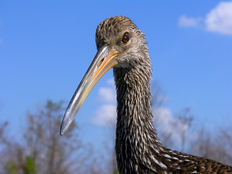 limpkin 1.jpg ::           