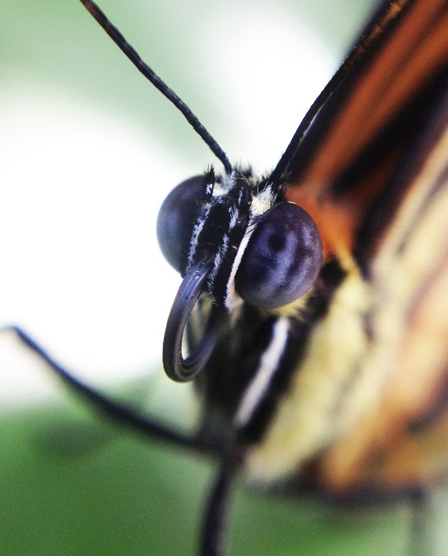 macro butterfly.jpg