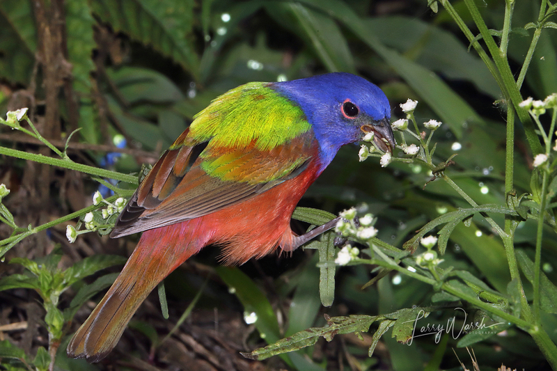 painted bunting print.jpg