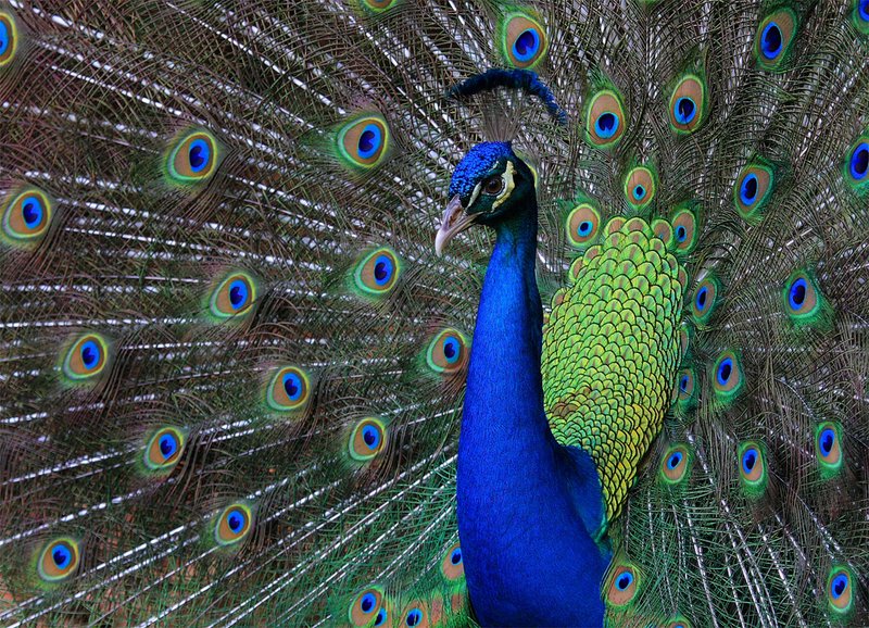peacock 1.jpg