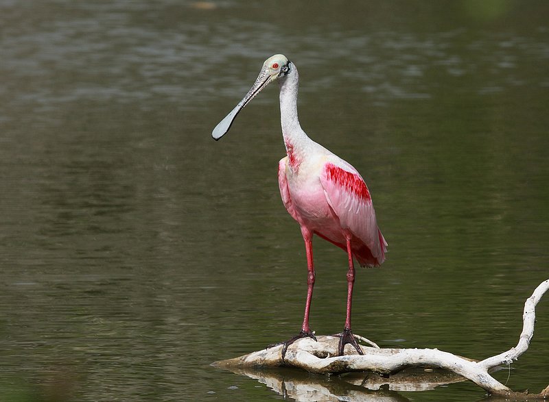 roseate spoonbill - everglades.jpg