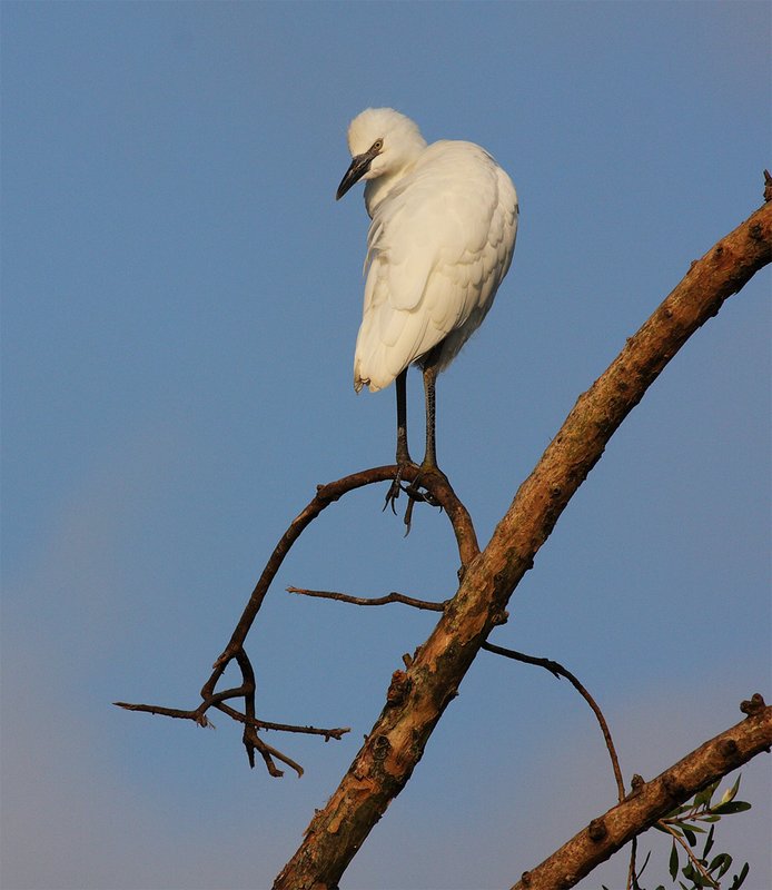 snowy egret.jpg