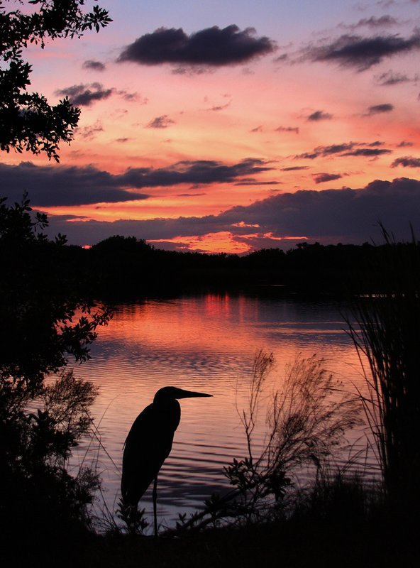 sunset - everglades.jpg