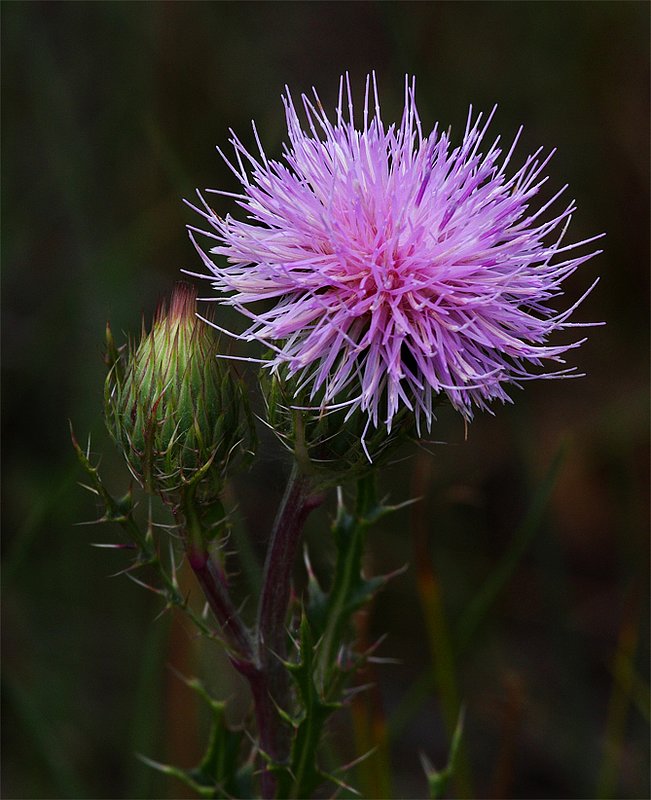 wild in the everglades1.jpg