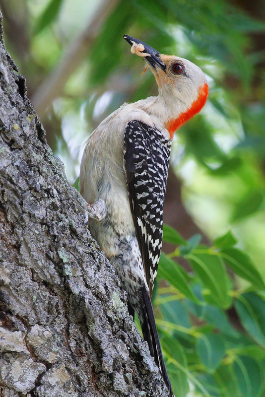 woodpecker.jpg