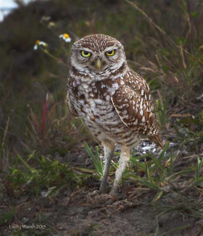 Burrowing Owl 4-15.jpg