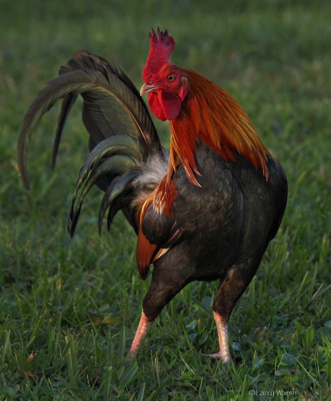 Rooster.jpg
