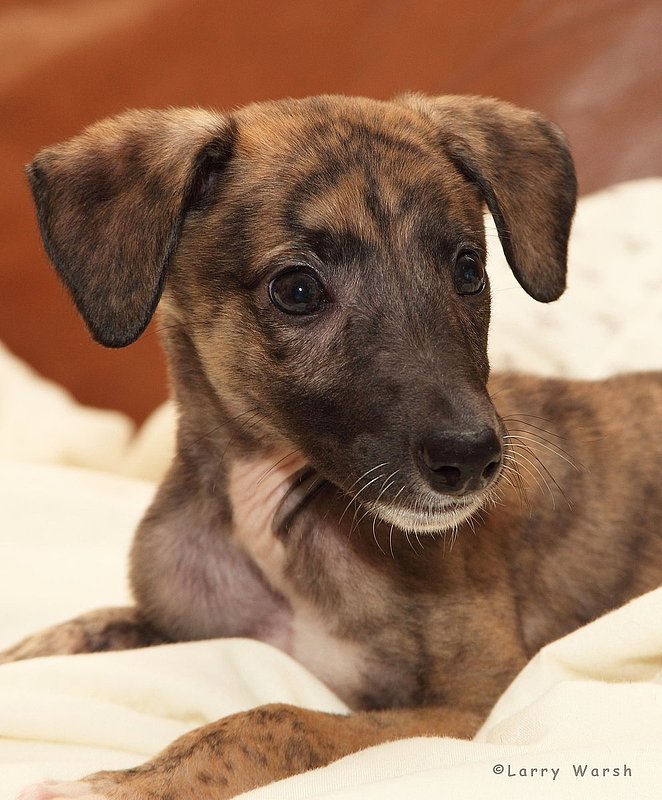 grehound -7 weeks.jpg