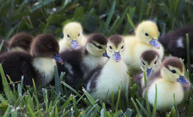 muscovy ducklings.jpg