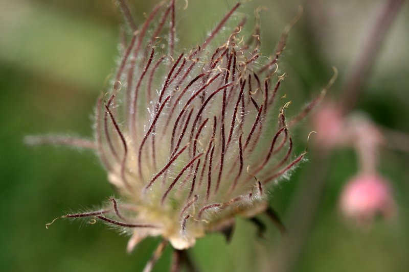 Art in Weeds.jpg :: filegree