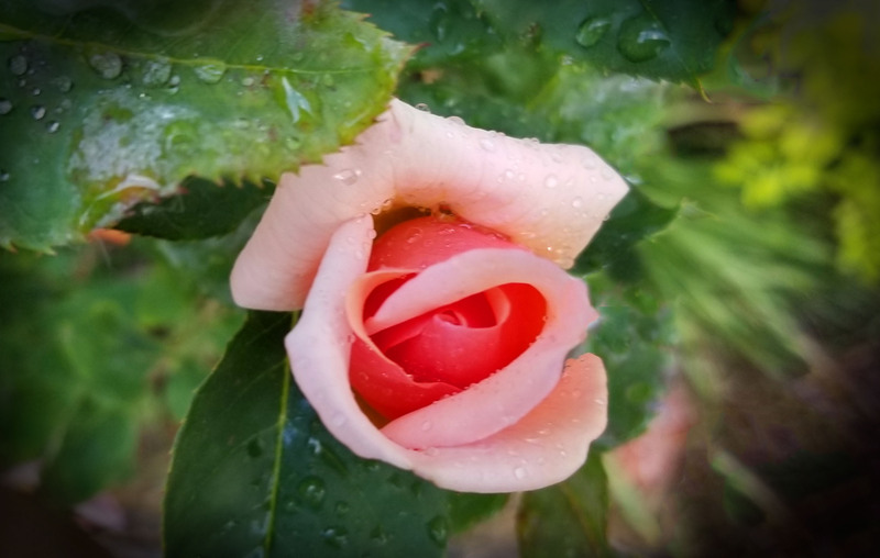 Baby Peeks.jpg :: Pink Rose