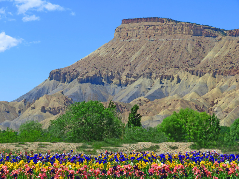 Carpets of Iris.jpg :: Mt. Garfield Palisade Colorado