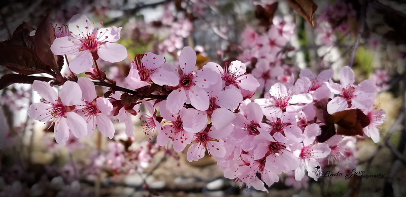 Cherry Fluff.jpg :: cherry,blossoms,flowers,tree