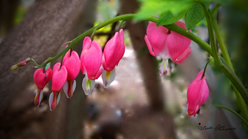 Dancing Ladies.jpg :: bleedinghearts,pink,bloom,garden