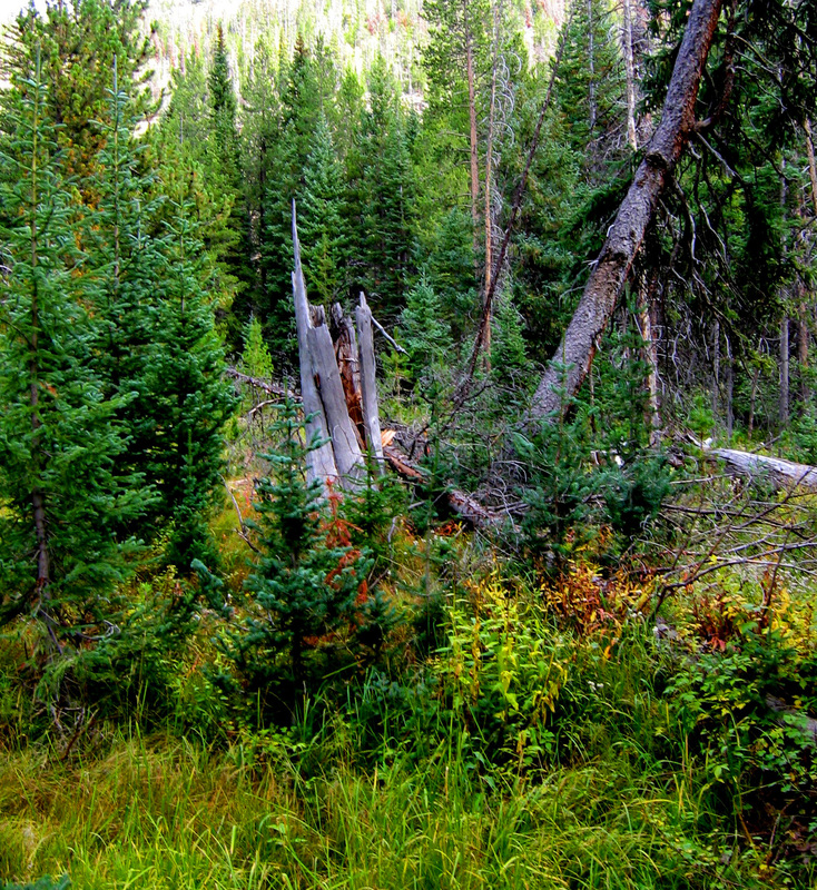 Deep Forest.jpg :: Forest Life