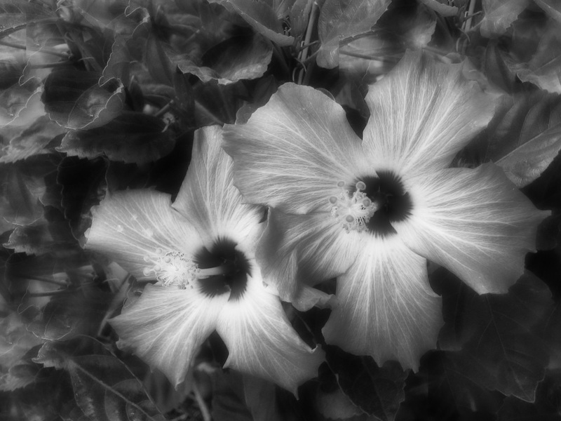 Gentle Beauty.jpg :: Hibiscus