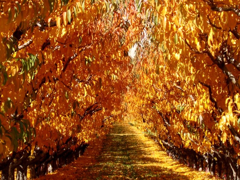 Golden Stroll.jpg :: Falls Road