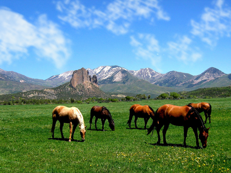 Grazing.jpg :: Needle Rock, Crawford, Colorado