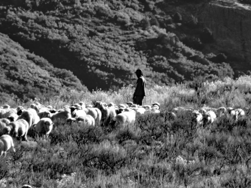 Herding Wool.jpg :: Herding sheep, Gunnison Colorado