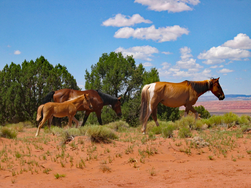 Indian Ponies.jpg :: Canyon De Chelly,AZ