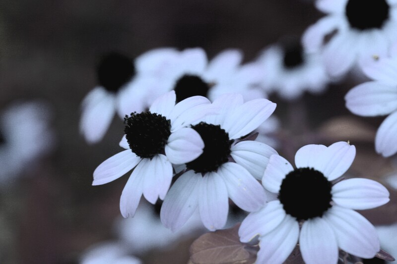 Little Hats.jpg :: Blackeyed Susans