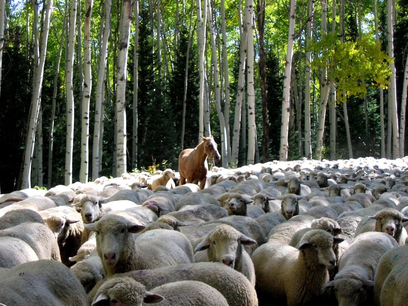 Mascot.jpg :: How Did You Get Here? 