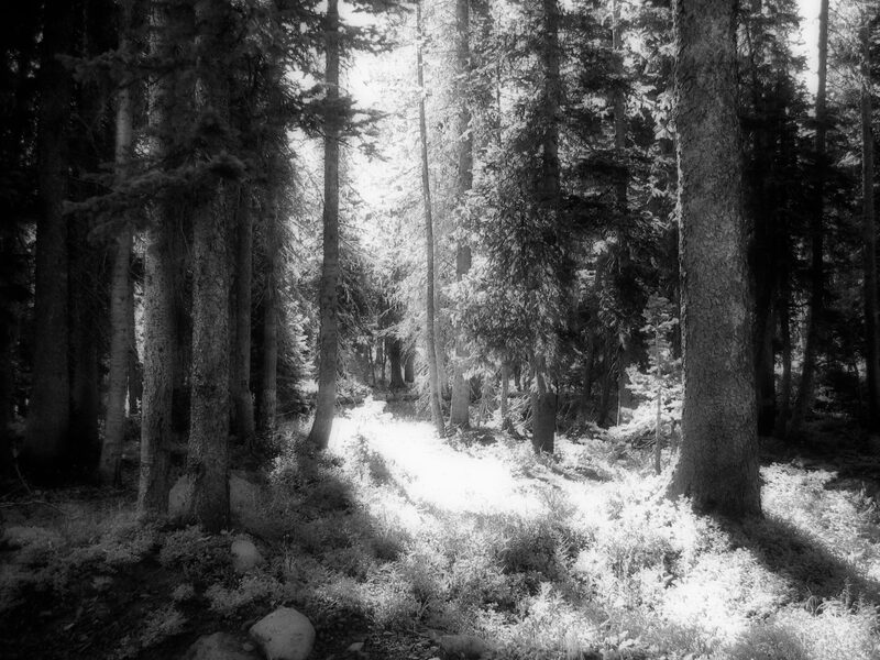 Morning Glory.jpg :: Grand Mesa, Colorado