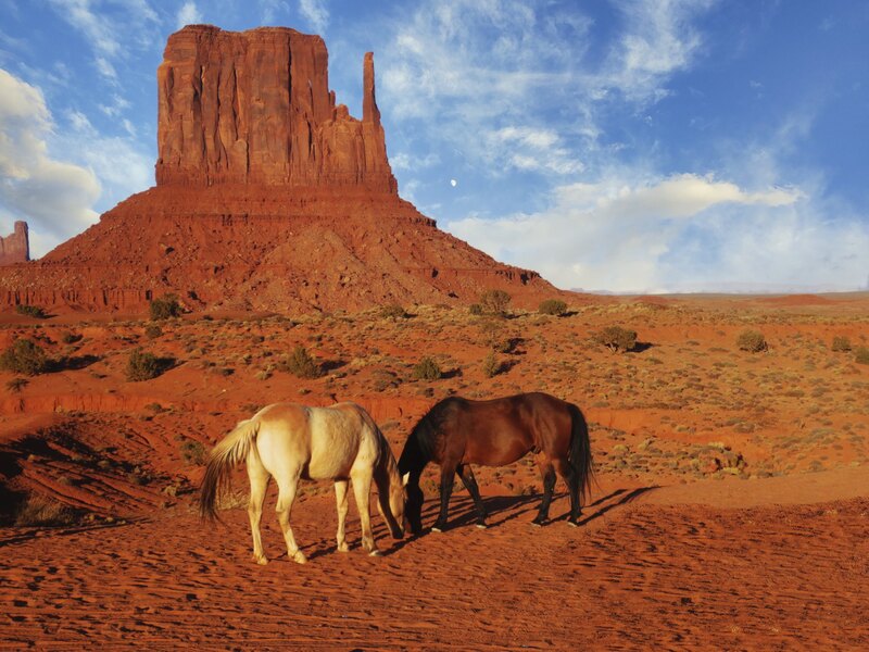 Navajo Ponies.jpg :: Monument Valley, Utah