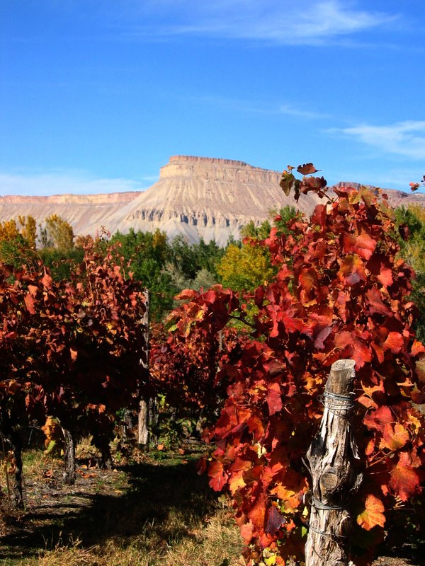 Palisade Gift.jpg :: Harvest's Ending