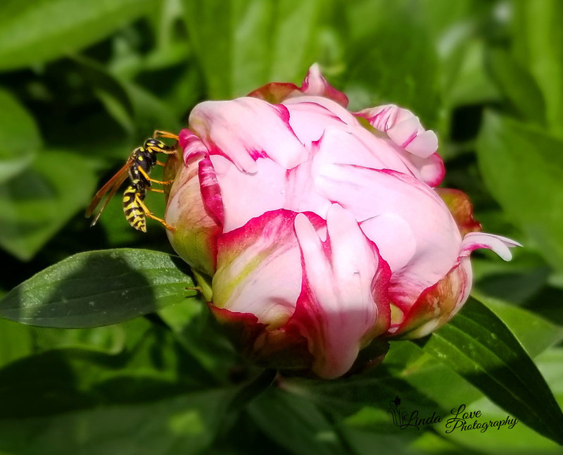 Peoni Love.jpg :: pink,flower,wasp,insectgreen