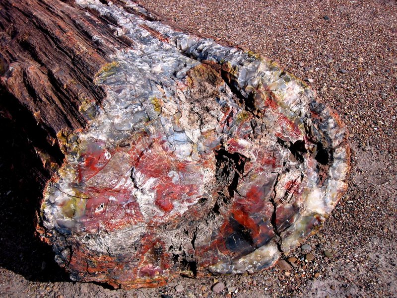 Petrified Giant.jpg :: Petrified Beauty