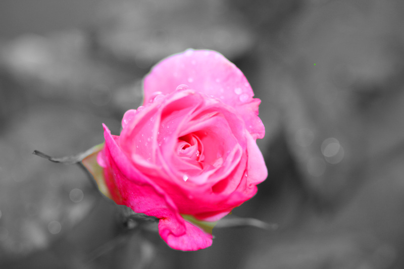 Pretty in Pinks.jpg :: Pink Rose