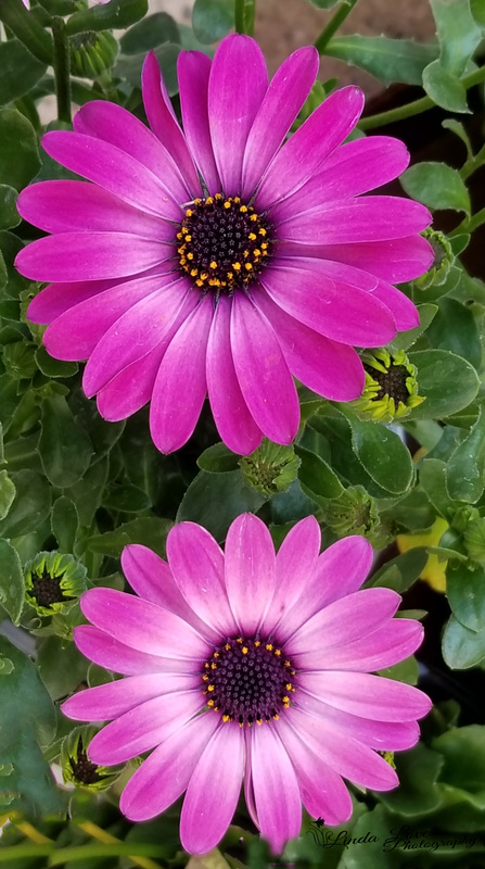 Shine With Me.jpg :: daisy,purple,flower,garden