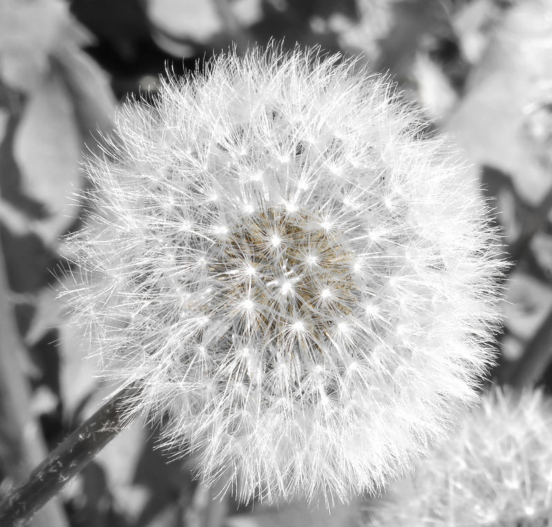 Star Dust.jpg :: Dandelion