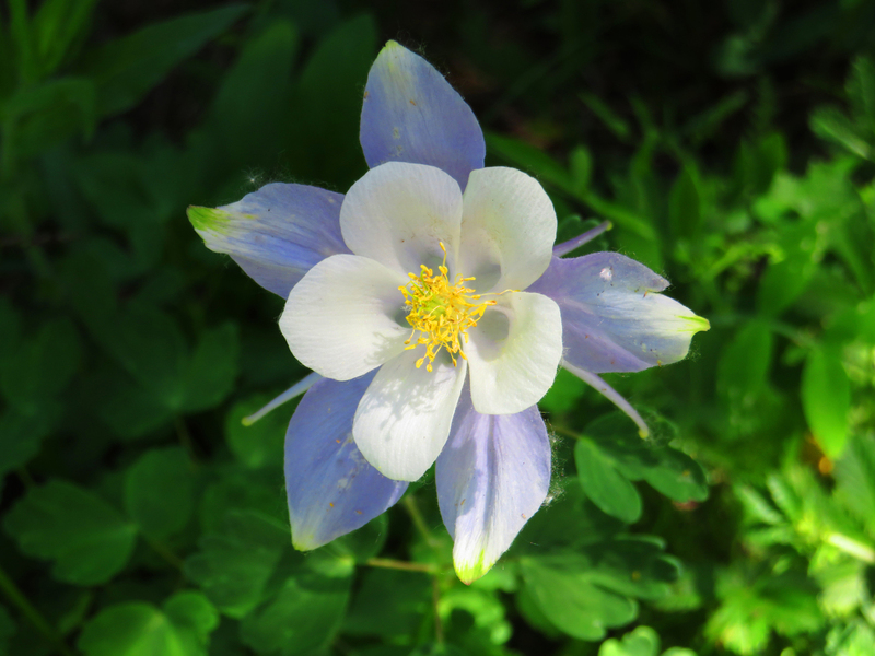 State Love.jpg :: Columbine, state flower of Colorado