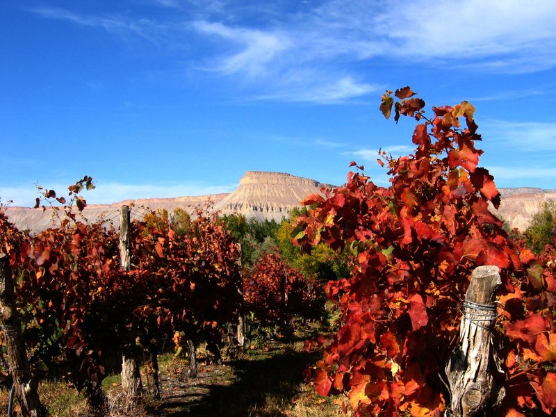 Vino.jpg :: Waiting for Winter