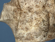 Spartacus Detail.jpg
