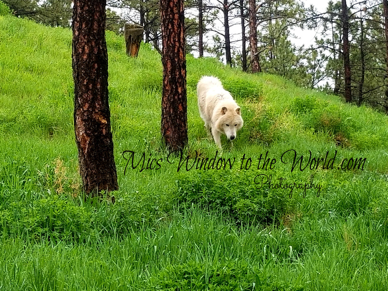Arctic Wolf.jpg